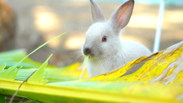 conejo-comiendo-hojas-en-el-jardín