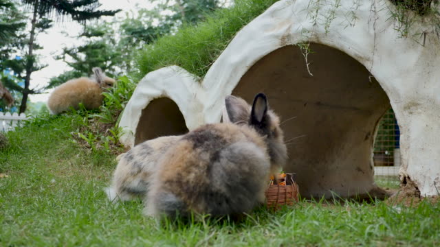 Shot-of-a-rabbit-in-farm