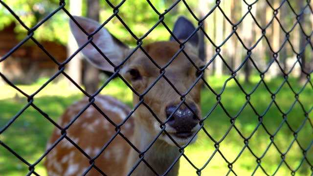 Spotted-deer-in-the-zoo.