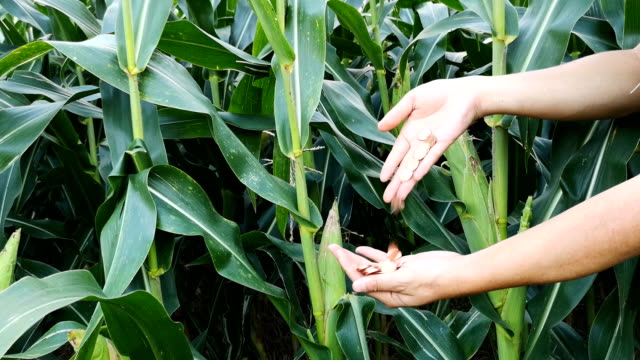 coins-falling--hand-in-corn-field