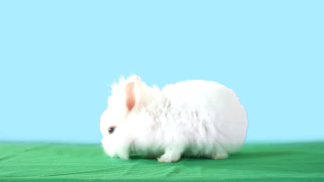 Cute-fluffy-white-bunny-stands-on-green-carpet