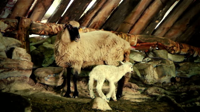 Schafe-mit-Lamm-1