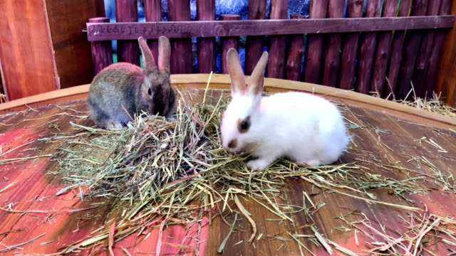 Los-conejos-en-jaula-están-comiendo-hierba-en-la-granja-muy-sabroso-y-feliz.