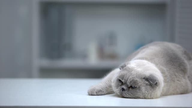 Verschlafene-schottische-Falten-Katze-auf-dem-Tisch-liegend,-gepflegtes-Fell,-Werbevorlage
