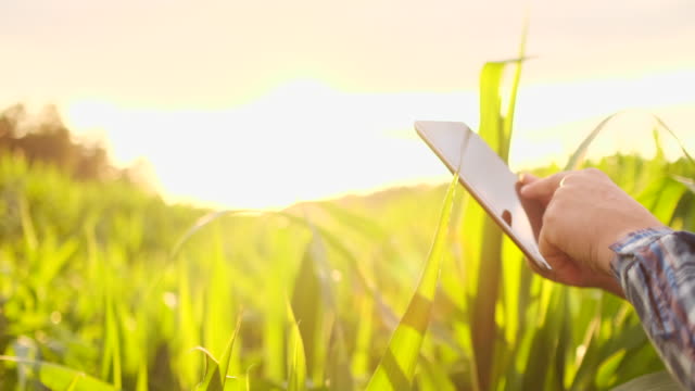 Farmer-agronomist-with-tablet-computer-in-bare-empty-field-in-sunset,-serious-confident-man-using-modern-technology-in-agricultural-production-planning-and-preparation.