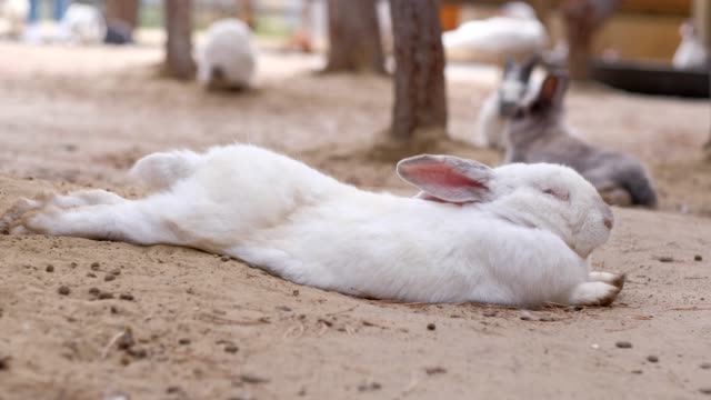 Kaninchen-liegt-auf-dem-Boden-auf-dem-Hof-liegend