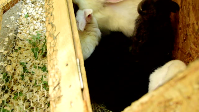 Weiße-und-schwarze-Kaninchen-in-einem-Holzkäfig