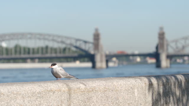 Single-Seagull-on-an-embankment-on-old-bridge-background---St.-Petersburg,-Russia