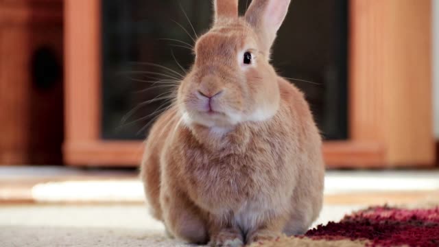 Rufus-Rabbit-nimmt-Kopf-und-bewegt-Denk-und-leckt-Lippen