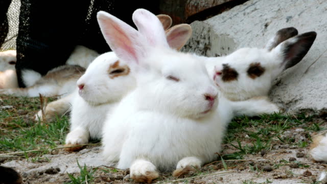 Kaninchen-sind-Reinigung-ihr-Fell-mit-anderen-Kaninchen-putzen-von-Fell.