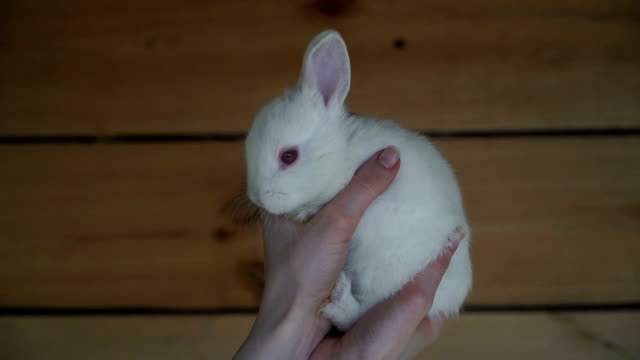 Weißes-Kaninchen.-Hände-halten-ein-weißen-Kaninchen