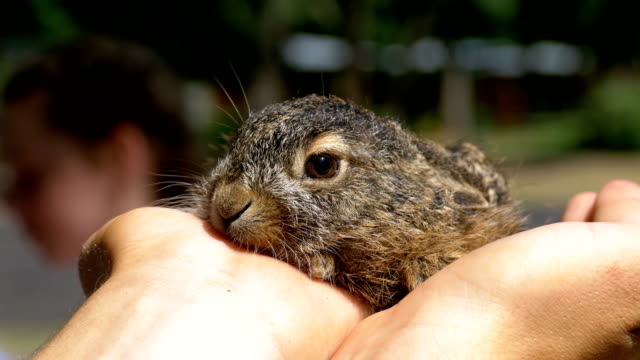 Man-is-Holding-a-Small-Wild-Fluffy-Baby-Bunny.-Little-Bunny-in-the-Palm
