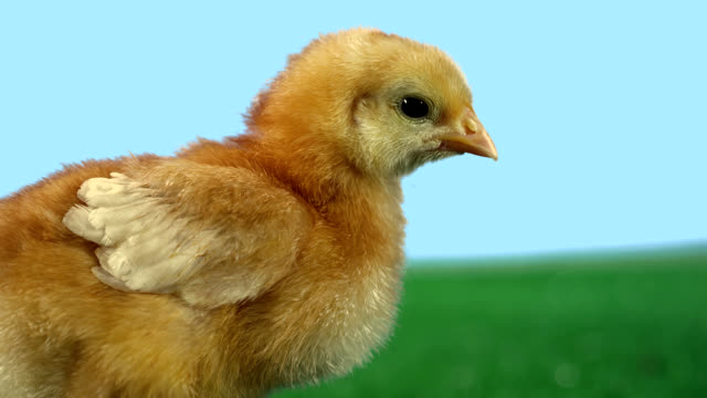 Profile-of-baby-chicken-on-green-turf