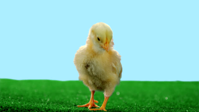 Baby-chick-on-green-turf-stretches-its-neck-to-look-around-then-walks-off