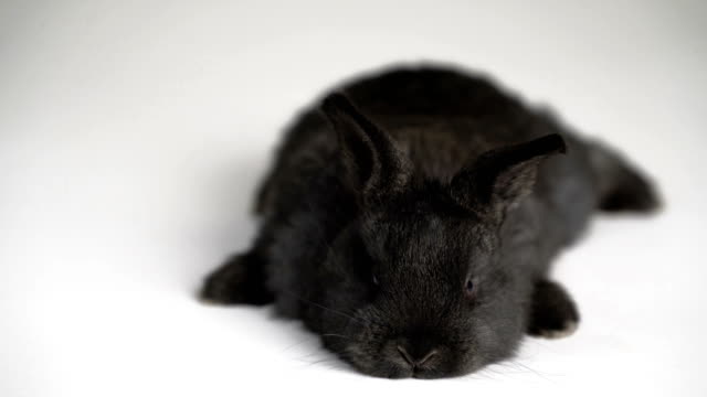 Kaninchen-oder-Hase-auf-weißem-Hintergrund