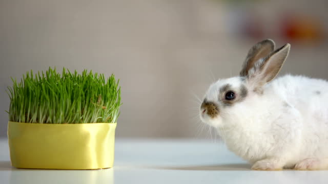 Cute-domestic-rabbit-sitting-table-near-green-plant,-healthy-pet-diet,-ecology