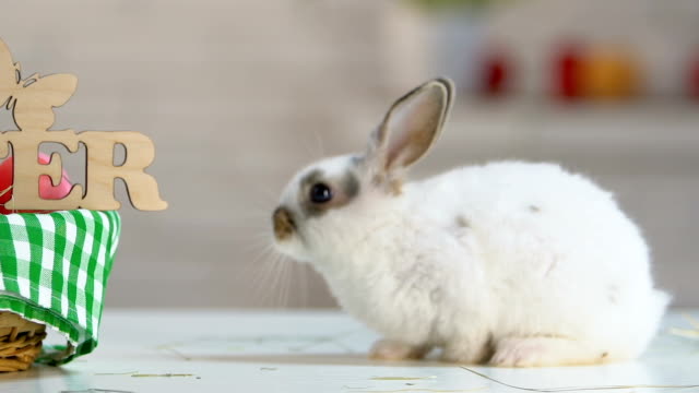 Little-bunny-sniffing-air-looking-for-basket-with-eggs-and-happy-Easter-sign