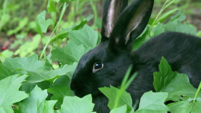 Close-up-shot-of-black-rabbit-in-leaves