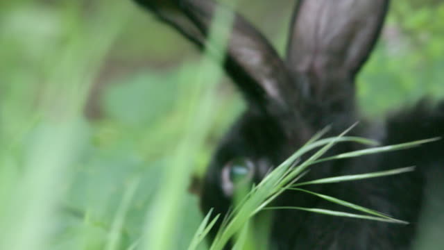 Close-up-shot-of-an-rabbit-head-in-the-grass