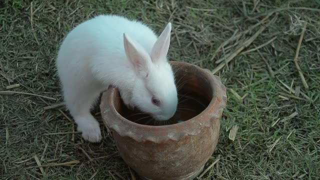 Comer-conejo-y-mordisqueando-hierba.