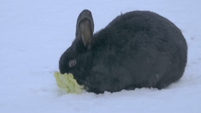 Schwarzes-Kaninchen-isst-im-Schnee