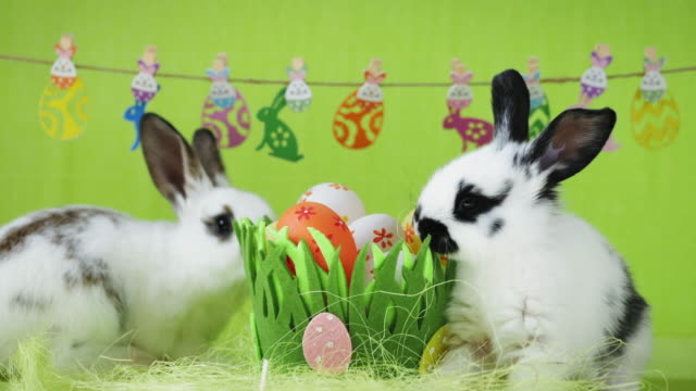 Dos-conejos-blancos-de-Pascua-con-orejas-negras