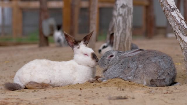 Rabbits-sweethearts-sleep-on-farm