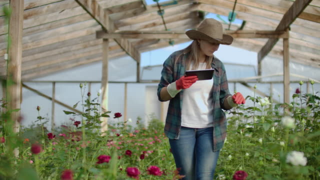 Schöne-Frau-Florist-geht-durch-das-Gewächshaus-mit-einem-Tablet-Computer-überprüft-die-gewachsenen-Rosen,-hält-den-Überblick-über-die-Ernte-und-überprüfen-Blume-für-Geschäftskunden.