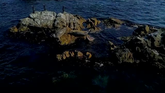 Frightened-seals-slide-into-the-sea-with-a-stone.-Shooting-in-Slow-Motion-mode.