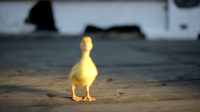little-yellow-sunny-duckling