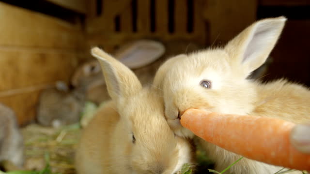 CLOSE-UP:-Conejito-hermoso-bebé-marrón-ligero-mullido-comer-zanahoria-jugosa-fresca-grande
