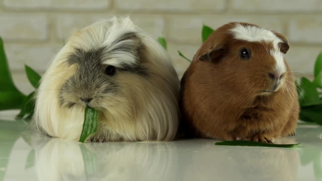Guinea-pigs-breed-Golden-American-Crested-and-Coronet-cavy-eating-cucumber-slow-motion-stock-footage-video