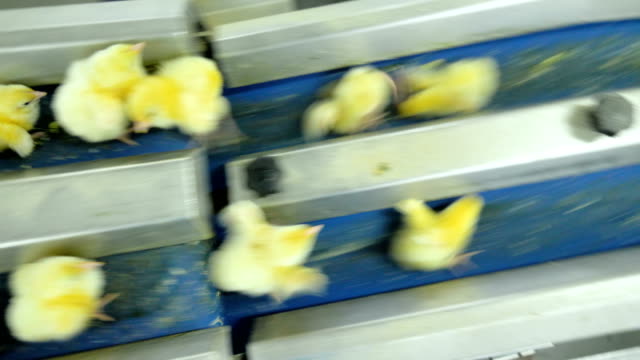 Industrial-poultry,-cute-chicks-on-a-conveyor.-Chick-at-a-poultry.