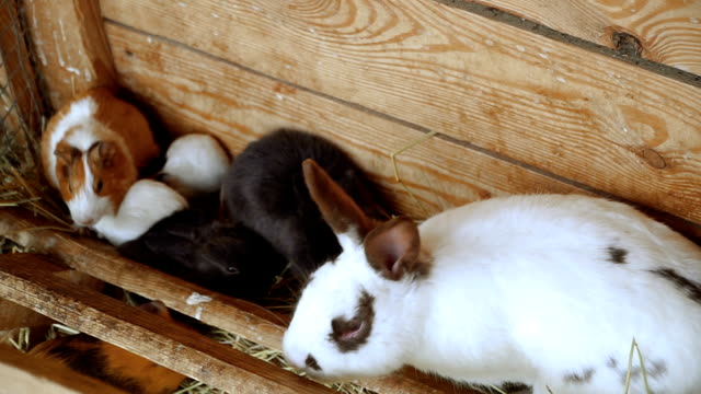Rabbits-and-guinea-pigs-eat