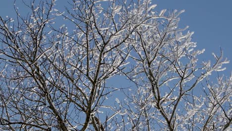Schnee-fällt-von-den-Ästen-der-Bäume-an-einem-klaren-sonnigen-Tag