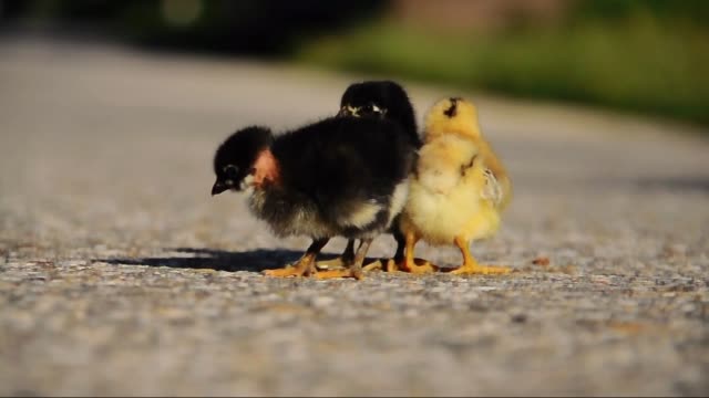 Kleine-Hühner-auf-der-Straße