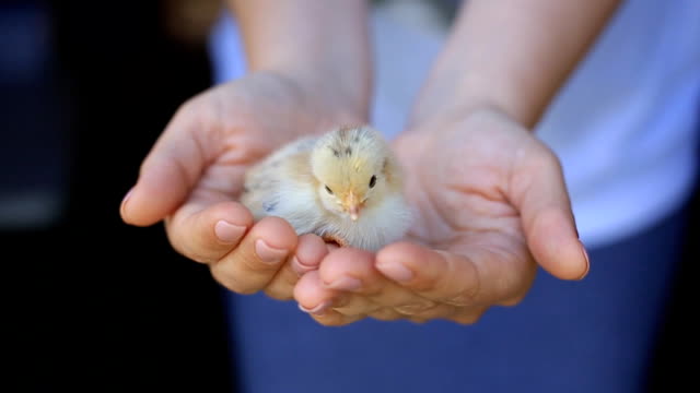 kleine-Hühner-geschlüpft-nur-aus-einem-Ei-auf-eine-Frau-Palm.