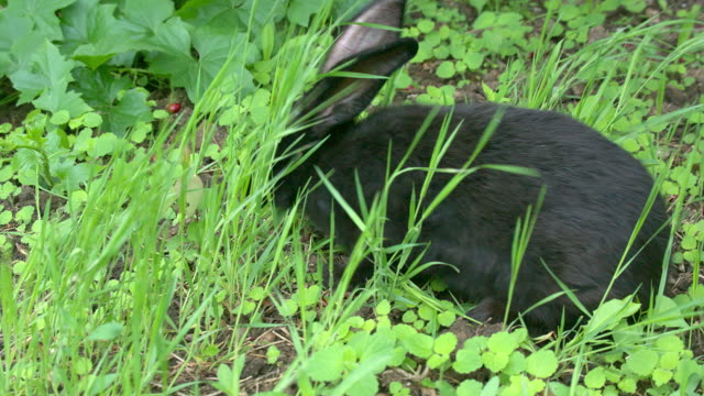 Schwarzes-Kaninchen-auf-der-Suche-nach-Nahrung-im-Garten