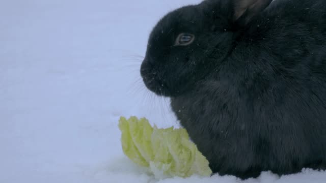 Close-up-of-black-bunny-rabbit