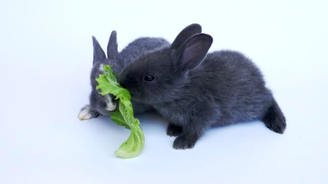 Lovely-twenty-days-rabbits-eating-vegetable-on-white-background