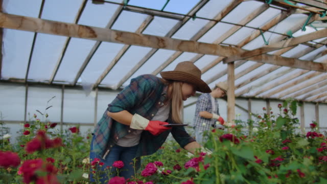 Moderne-Rosenbauern-gehen-durch-das-Gewächshaus-mit-einer-Plantage-von-Blumen,-berühren-die-Knospen-und-berühren-den-Bildschirm-der-Tablette