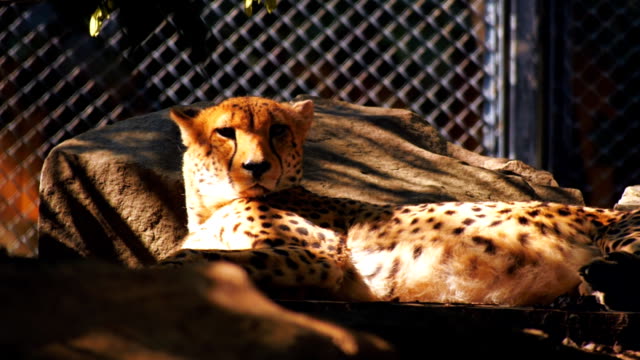 In-den-Strahlen-der-Abendsonne-ist-ruhenden-Leopard-ihrer-Nachbarschaft-Blick-betrachtete