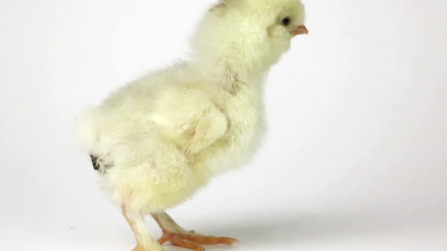 Pequeñas-polluelos-de-pollo-lindo-sobre-fondo-blanco