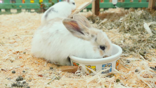 Kleine-Kaninchen-Essen-und-haben-Sie-Spaß-im-Fahrerlager