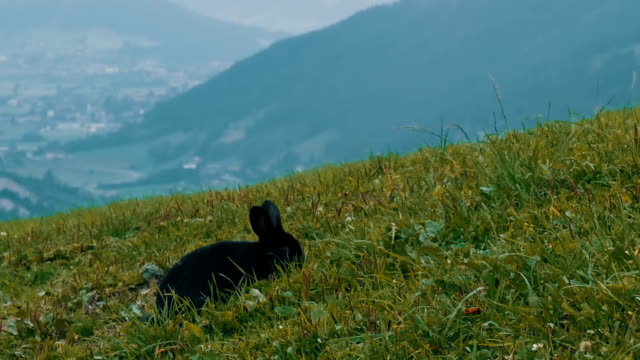 Niedliche-flauschige-schwarze-Kaninchen-kaut-Rasen-auf-Hintergrund-der-malerischen-österreichischen-Tal