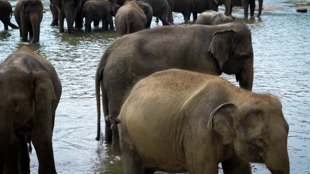 eine-Herde-von-Tieren-liegt-in-der-Natur,-Elefanten-trinken-kühle-Nass-an-einem-heißen-Sommertag