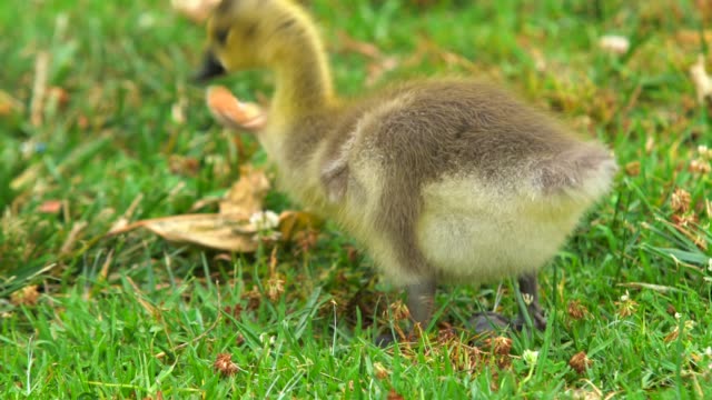 group-of-baby-geese-finding-food-in-the-grass
