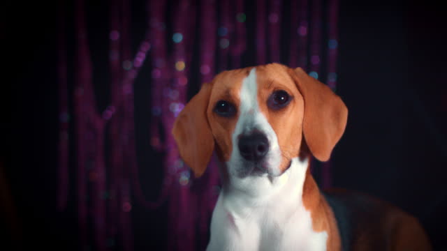 4-k-Geburtstag-Beagle-Hund-posiert-auf-Party