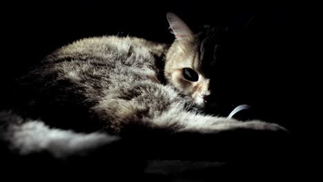 Britische-Katze-auf-dem-Boden-liegend,-versucht-zu-schlafen.-der-Happy-cat