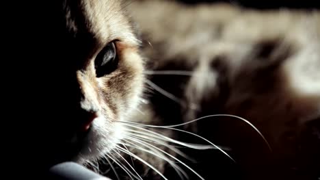 Tierische-Porträt-des-goldenen-britische-Katze-mit-einer-breiten-Palette-von-Emotionen